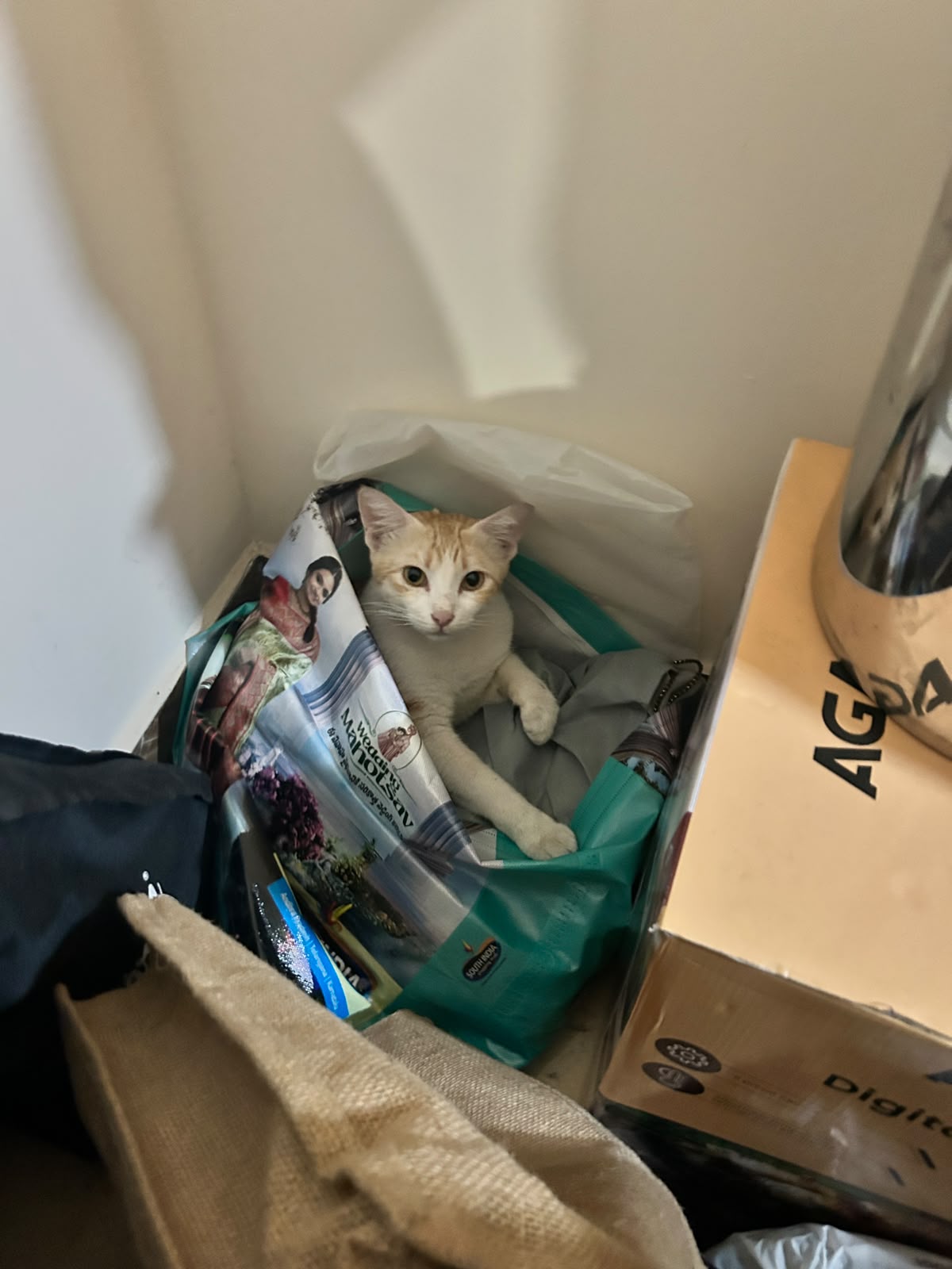 Can Anyone Adopt or Foster a Mother Cat and 4 Small Kittens? (Hyderabad)