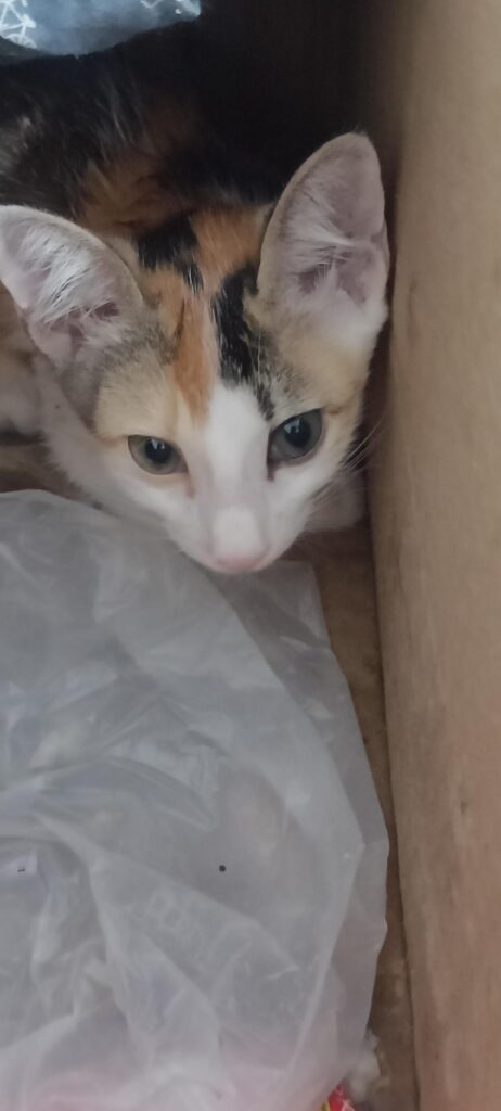 [City?] Can someone give this kitty her forever home? - pet for adoption in India