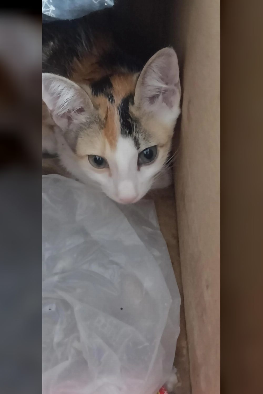 Can someone give this kitty her forever home? — Ranchi
