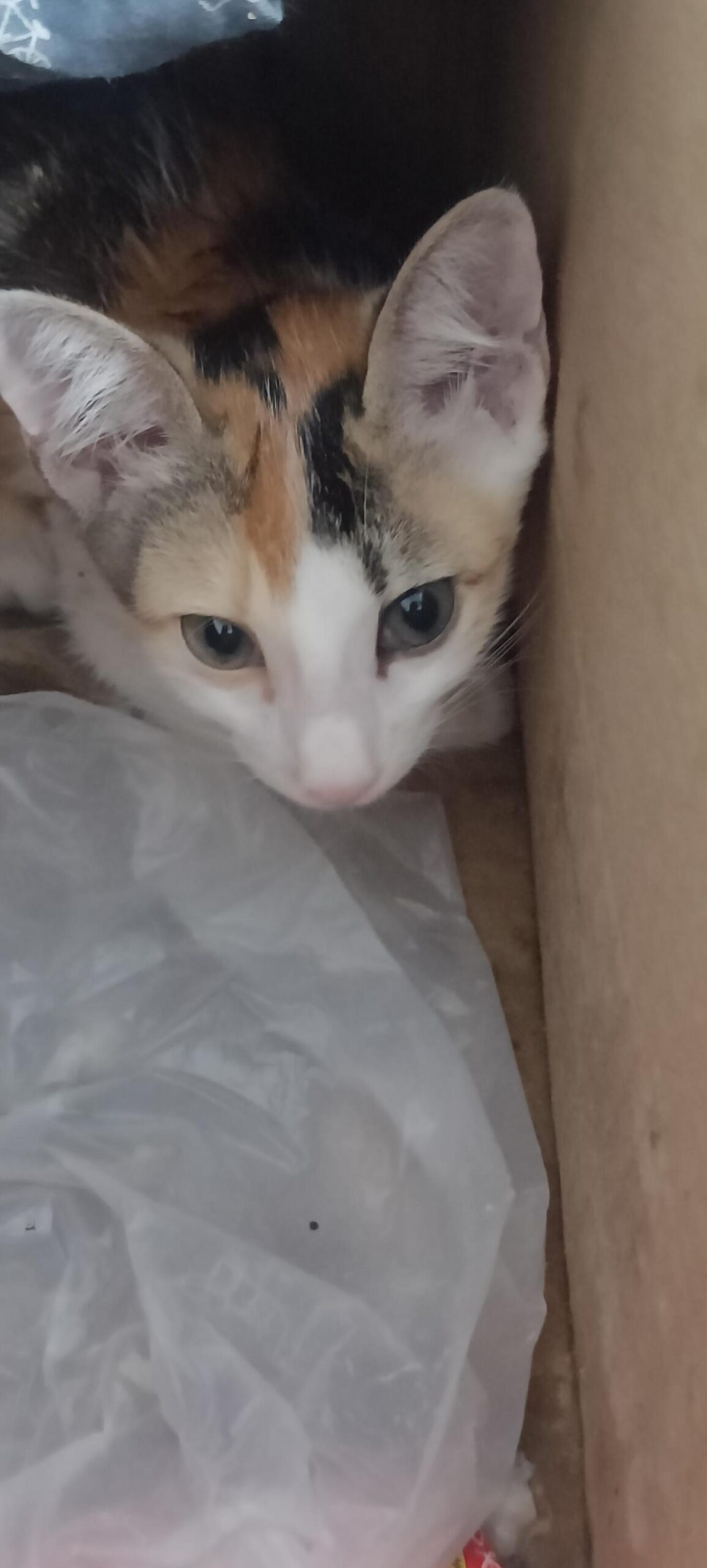 Can someone give this kitty her forever home? — Ranchi