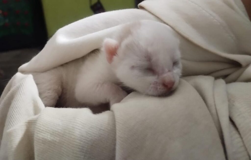 Can You Be Her Forever Family? - pet for adoption in India