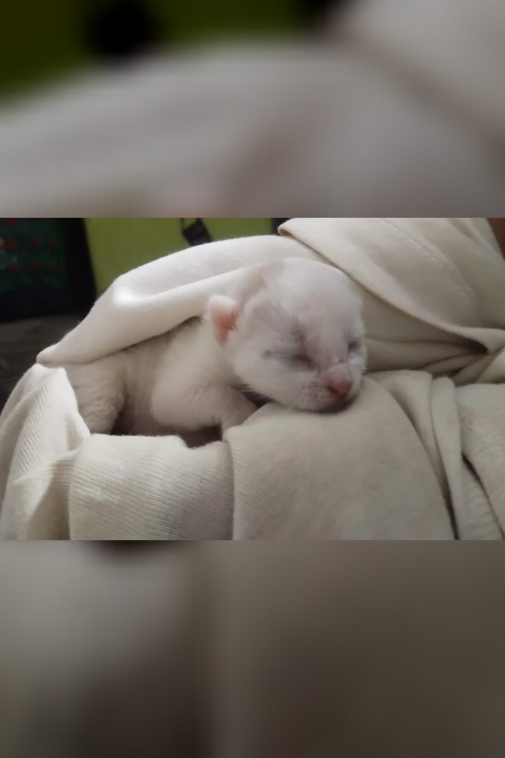 Can You Be Her Forever Family? — Silchar