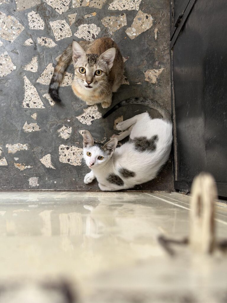 Cat Adoption Request - kitten in Pune
