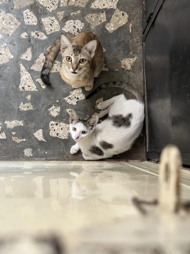 Cat Adoption Request - kitten in Pune