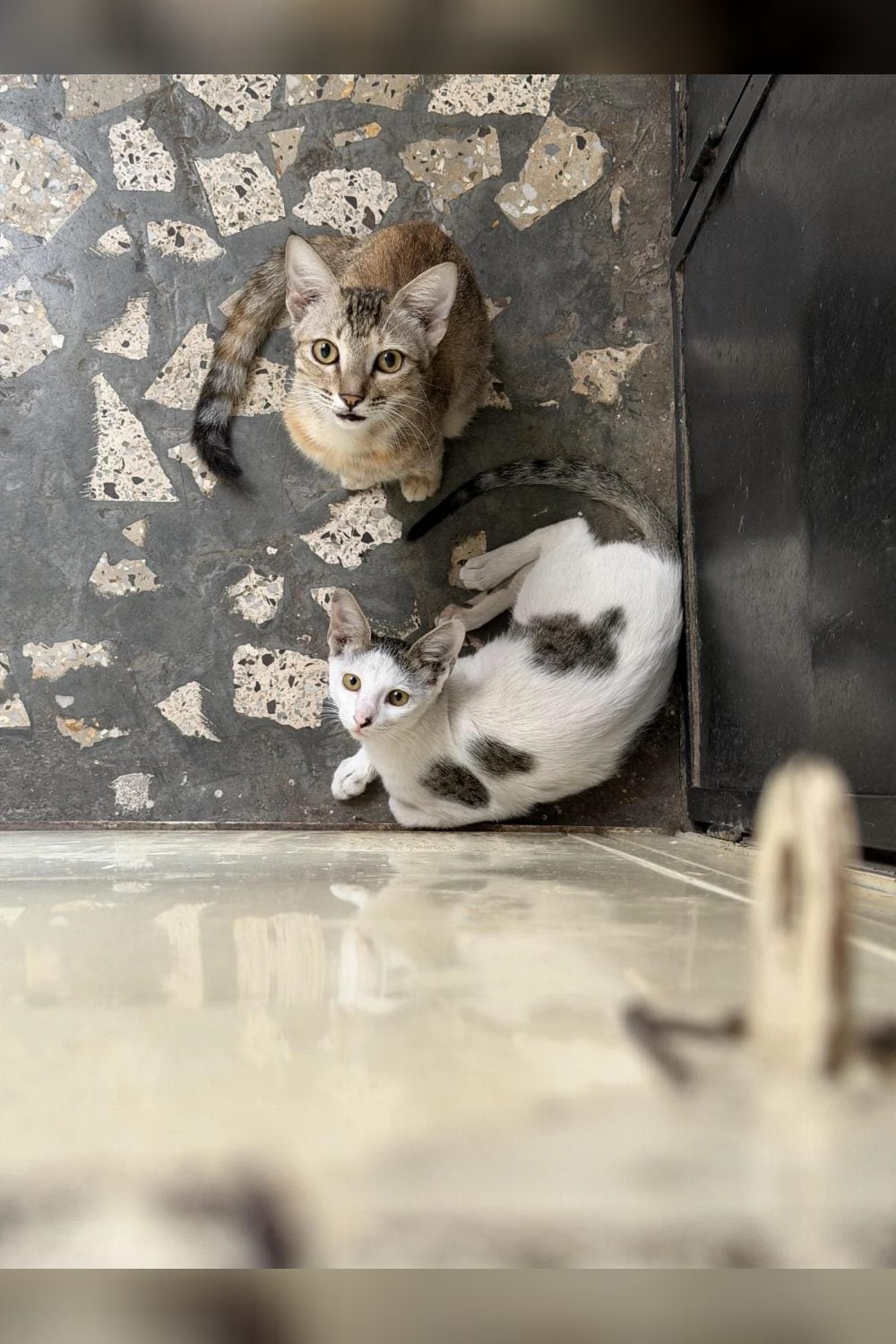 2-month-old female cat for adoption — Pune