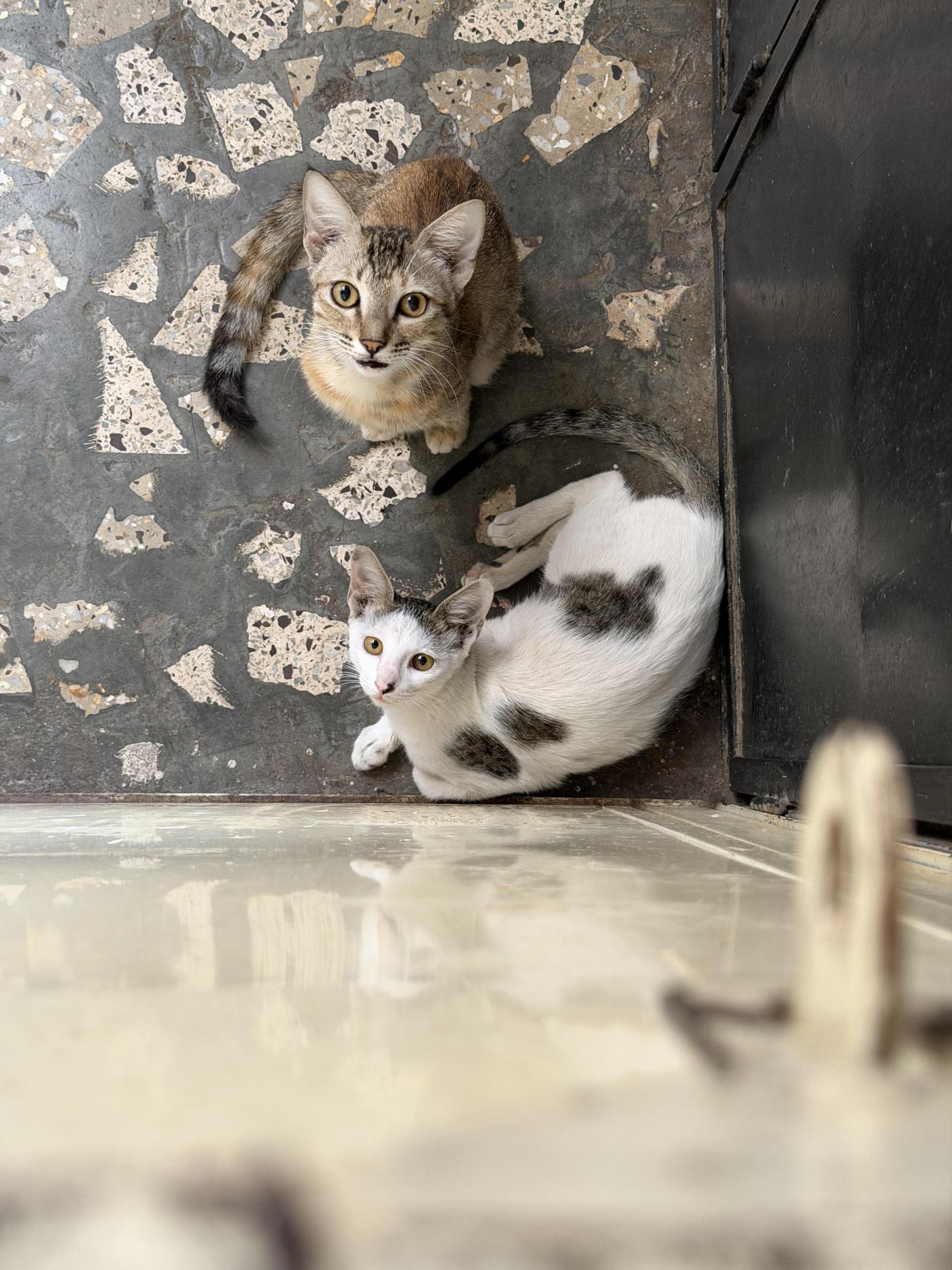 Cat Adoption Request – Pune s