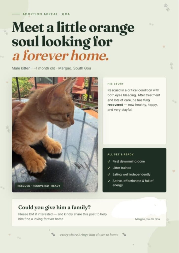 Cat for adoption in Goa DM for more details and photos - kitten in Goa
