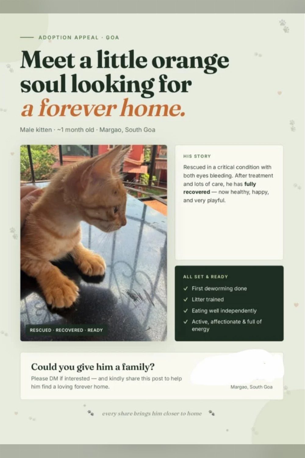 A one-month-old kitten in Margao recovered from bleeding eyes — Goa