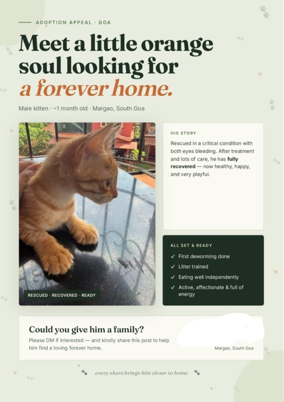 Cat for adoption in Goa