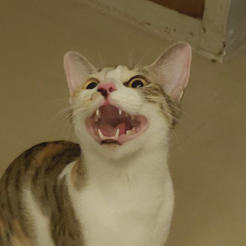 [City?] Cat up for adoption - kitten in India