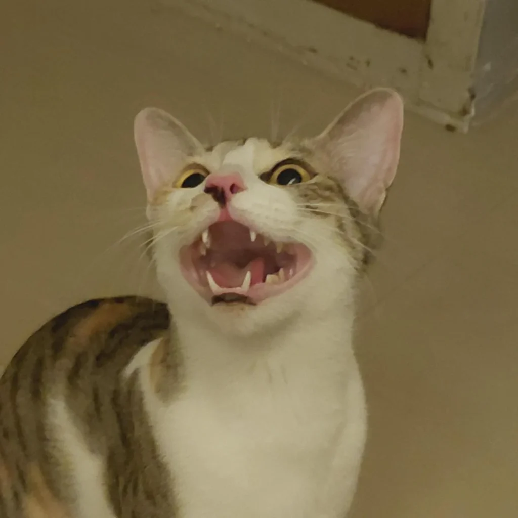 Cat up for adoption - kitten in Vadodara