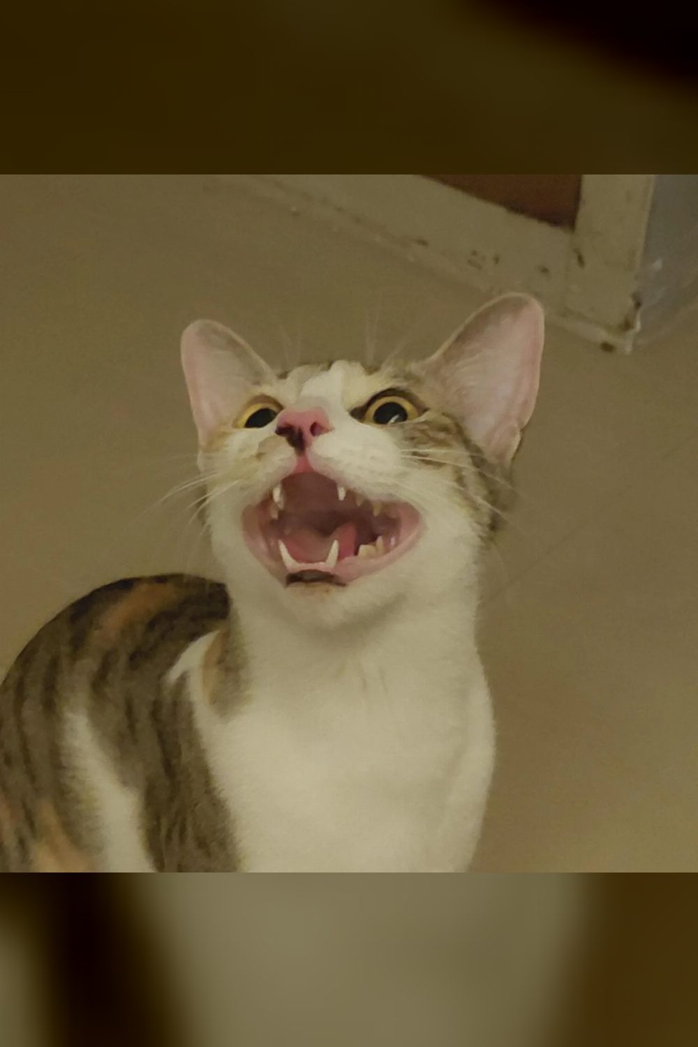Cat up for adoption — Vadodara