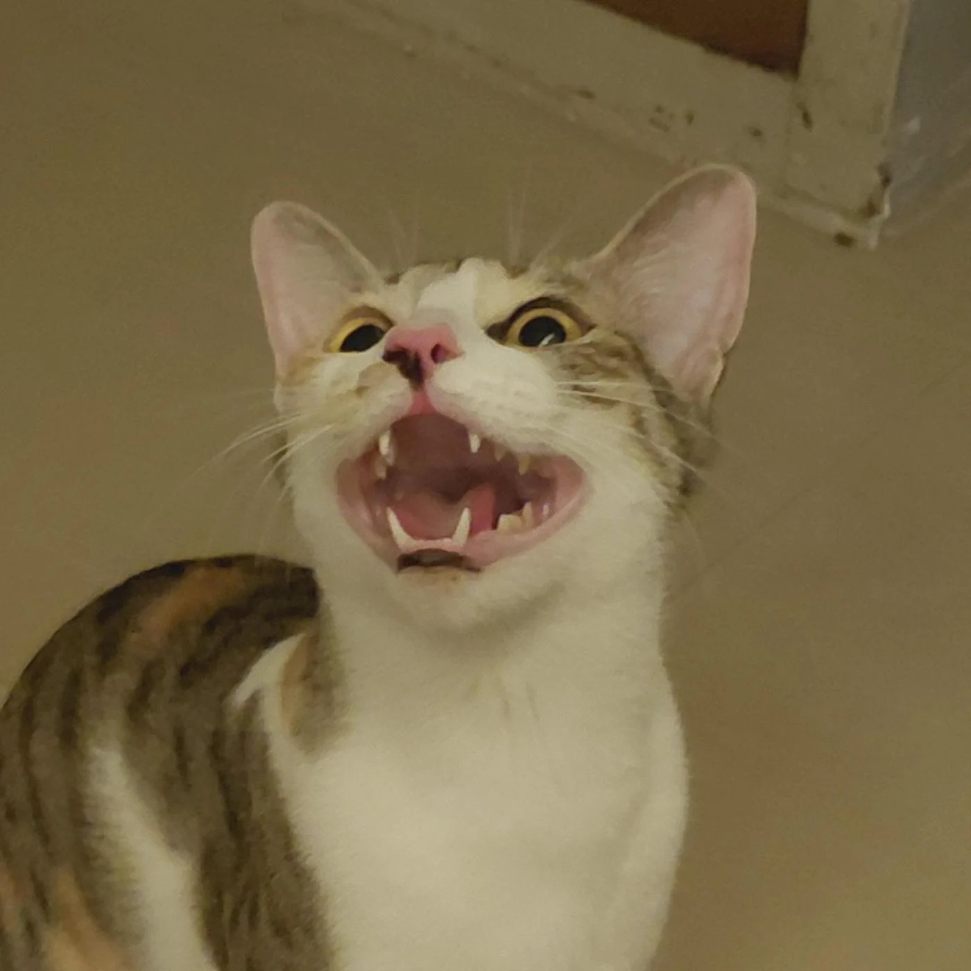 Cat up for adoption in Vadodara
