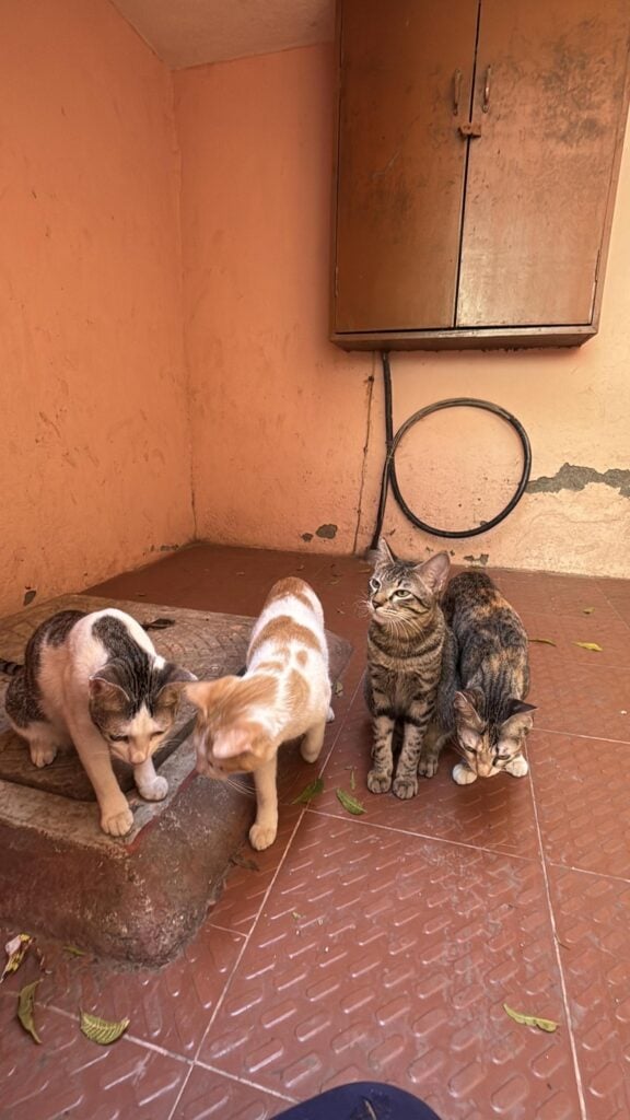 Cats for adoption!!! - pet in Chennai