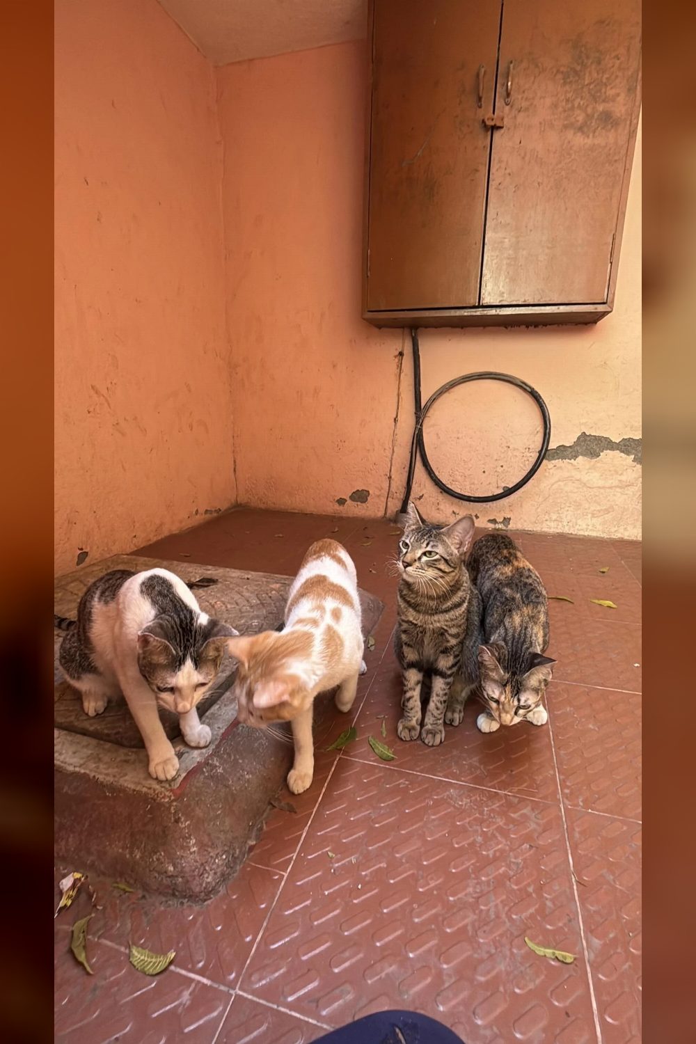 Four 14-Month-Old Cats Need New Homes Together or Apart — Chennai