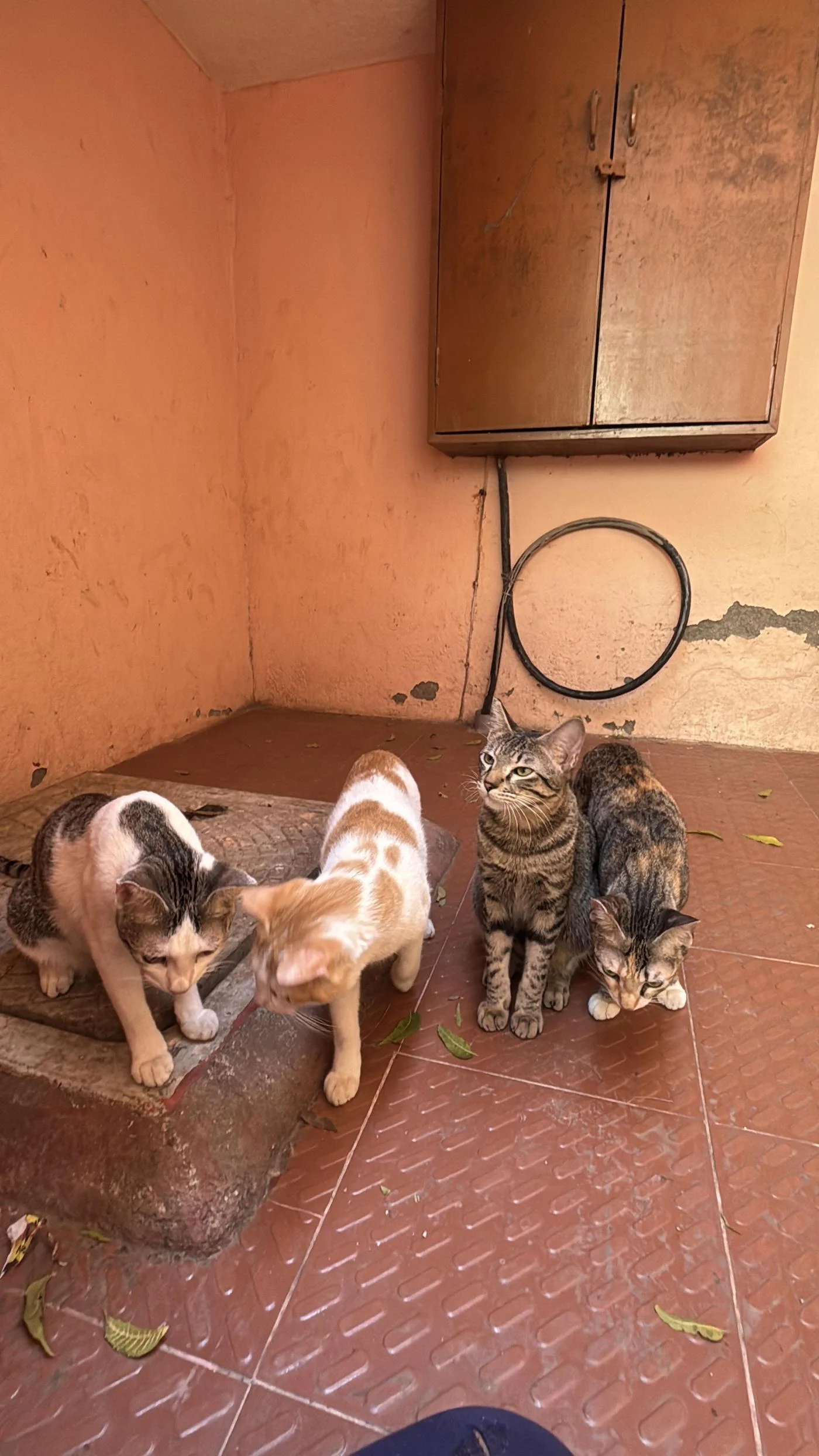 Four 14-Month-Old Cats Need New Homes Together or Apart in Chennai