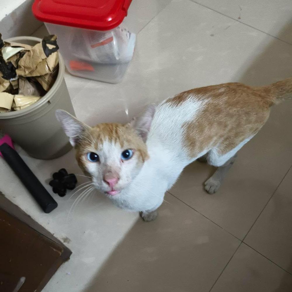 Cheeto — Chennai - pet for adoption in Chennai