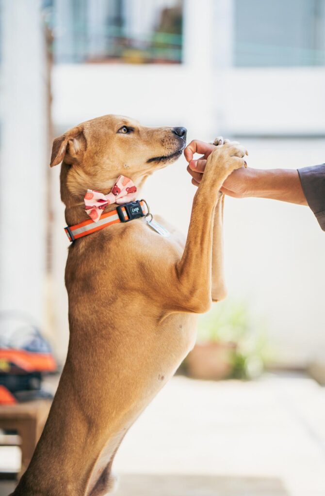 Comedy, 1-year-old indie, survived abuse and poisoning; still the friendliest... - dog for adoption in Bengaluru