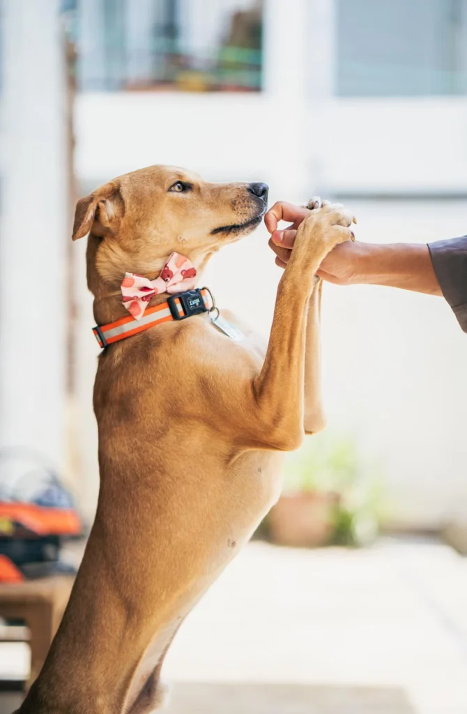 Comedy, 1-year-old indie, survived abuse and poisoning; still the friendliest... - dog for adoption in Bengaluru
