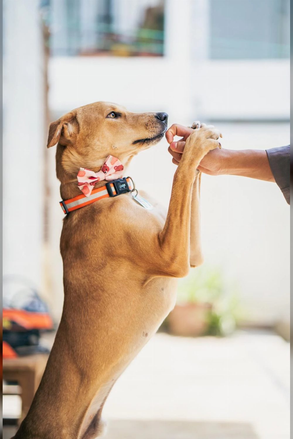 Adopt Comedy, a 1-year-old indie dog who survived poisoning — Bengaluru