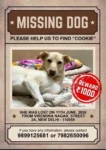 Cookie, lost dog alert, Delhi in Delhi NCR