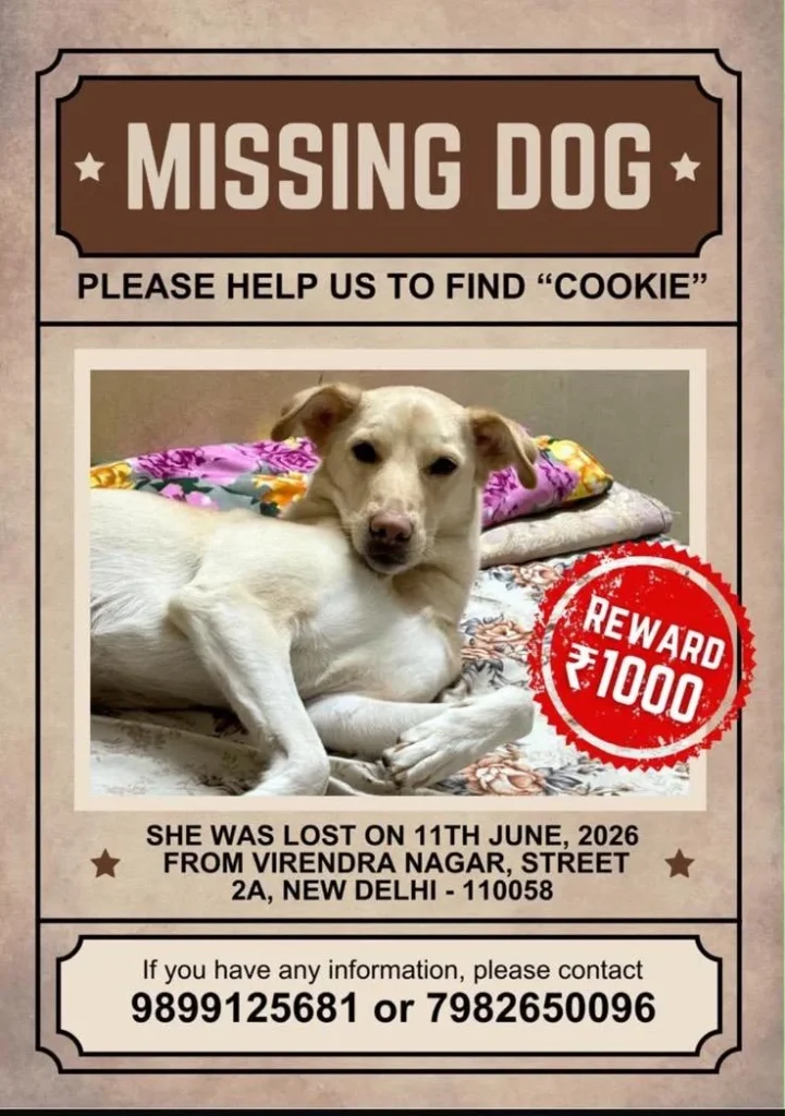 Cookie, lost dog alert, Delhi - dog for adoption in Delhi NCR