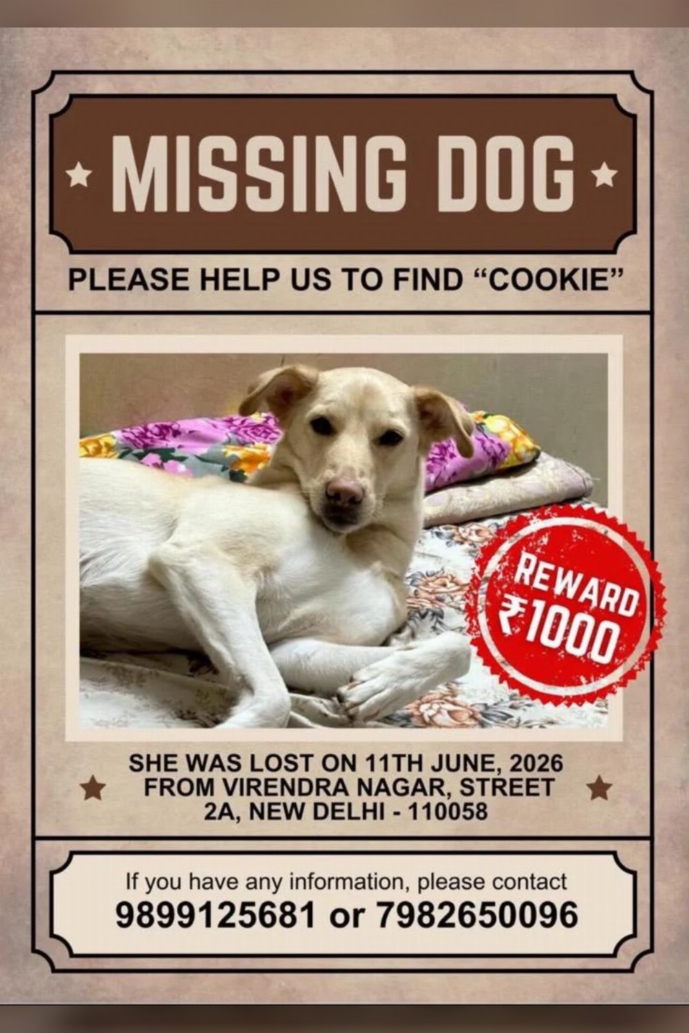 Cookie, lost dog alert, Delhi