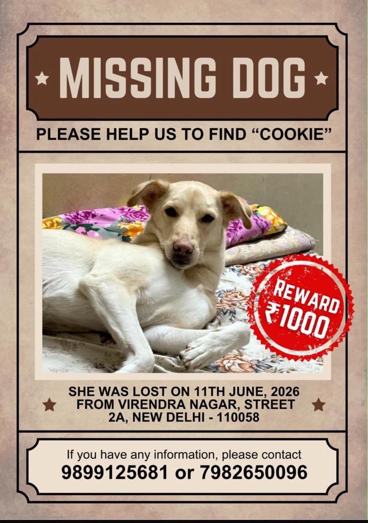 Cookie, lost dog alert, Delhi — Delhi NCR