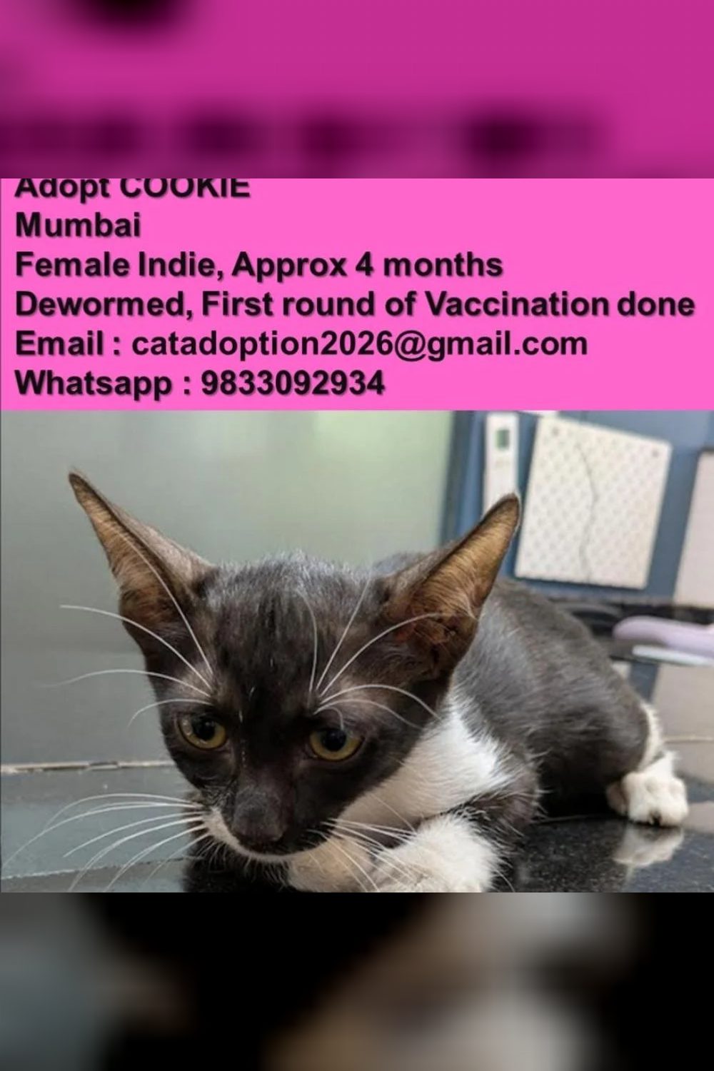 Cookie and Tiki, two cats for adoption — Delhi NCR