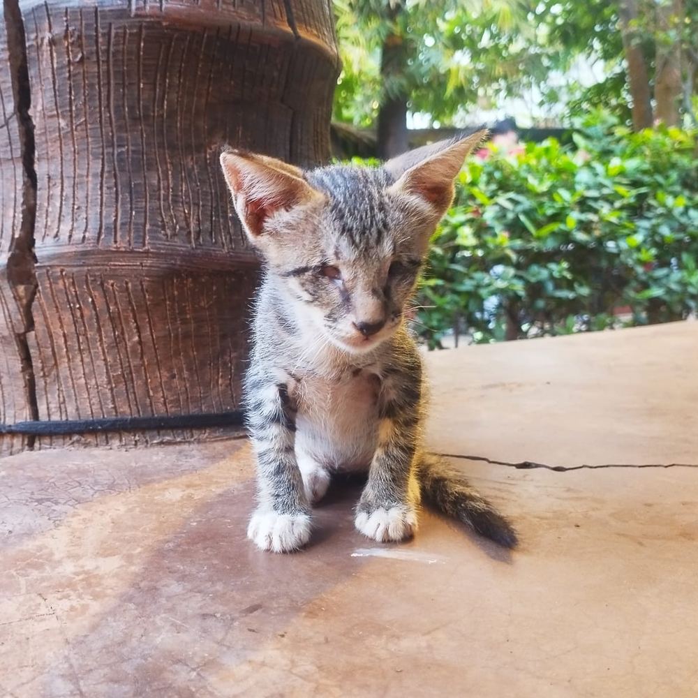 Cosmo — Cat - kitten for adoption in Cat