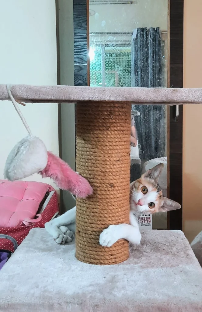 Cutest kiddo up for Adoption - pet in Pune