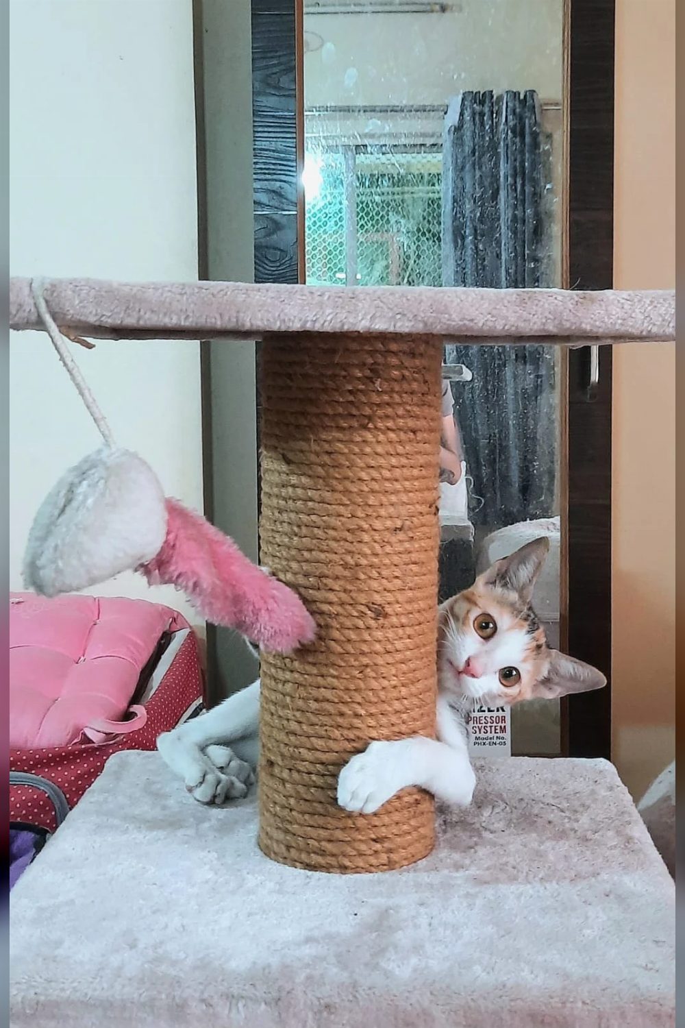 Cutest kiddo up for Adoption — Pune