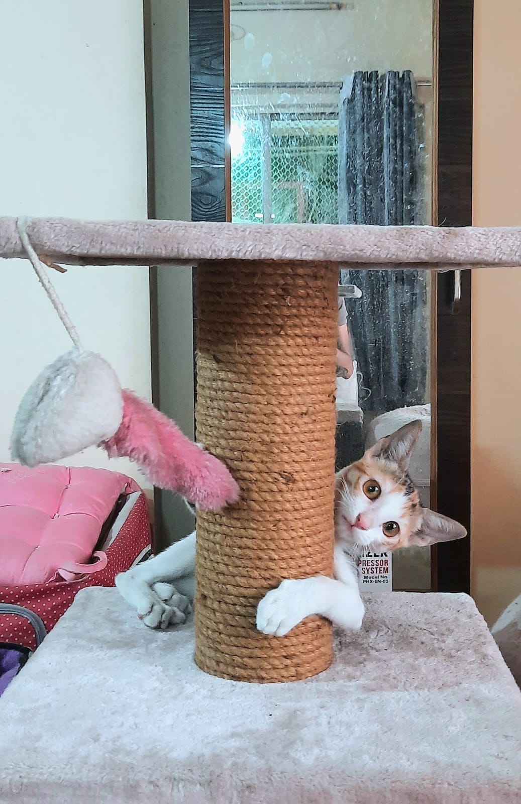 Cutest kiddo up for Adoption — Pune