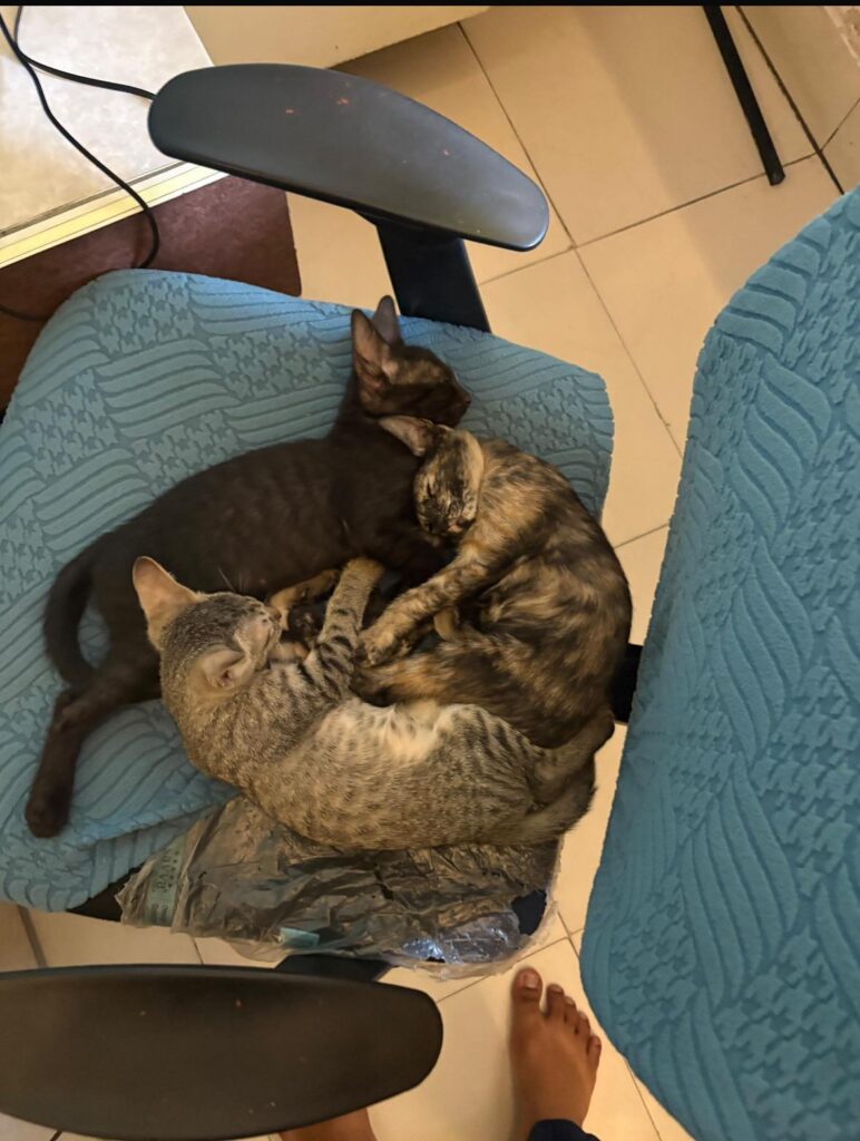 Dear People of Lucknow we need your urgent help with the adoption of our Kitt... - pet in Lucknow