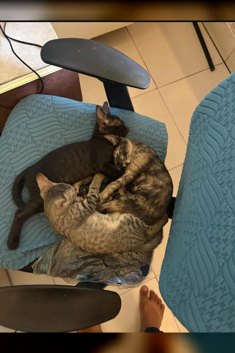 A Lucknow family needs homes for 4 kittens born to their runaway cat