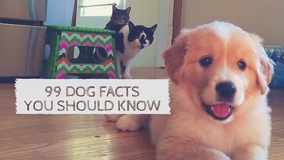 dog facts