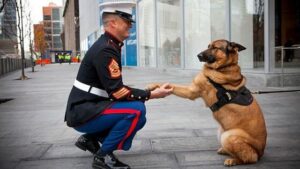 dog wins medal