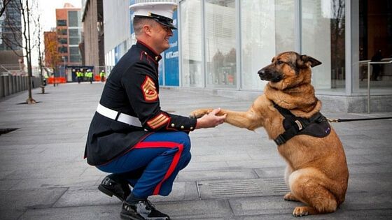 dog wins medal