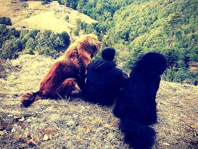 king of the north himalayan mastiff dogs