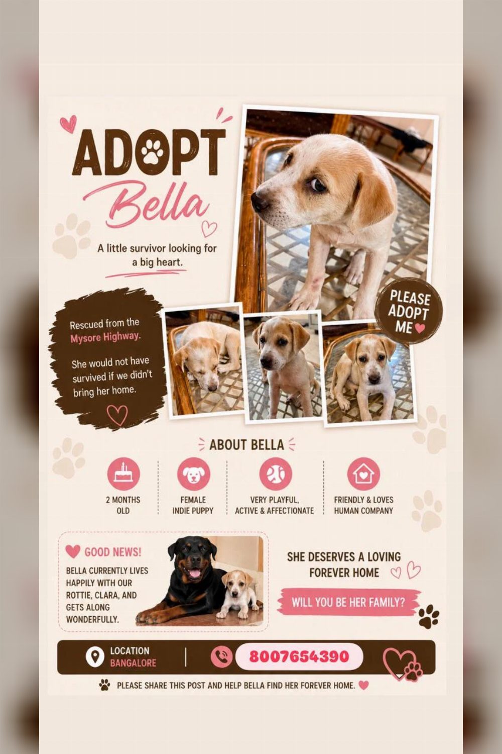Female indie up for adoption — Bengaluru
