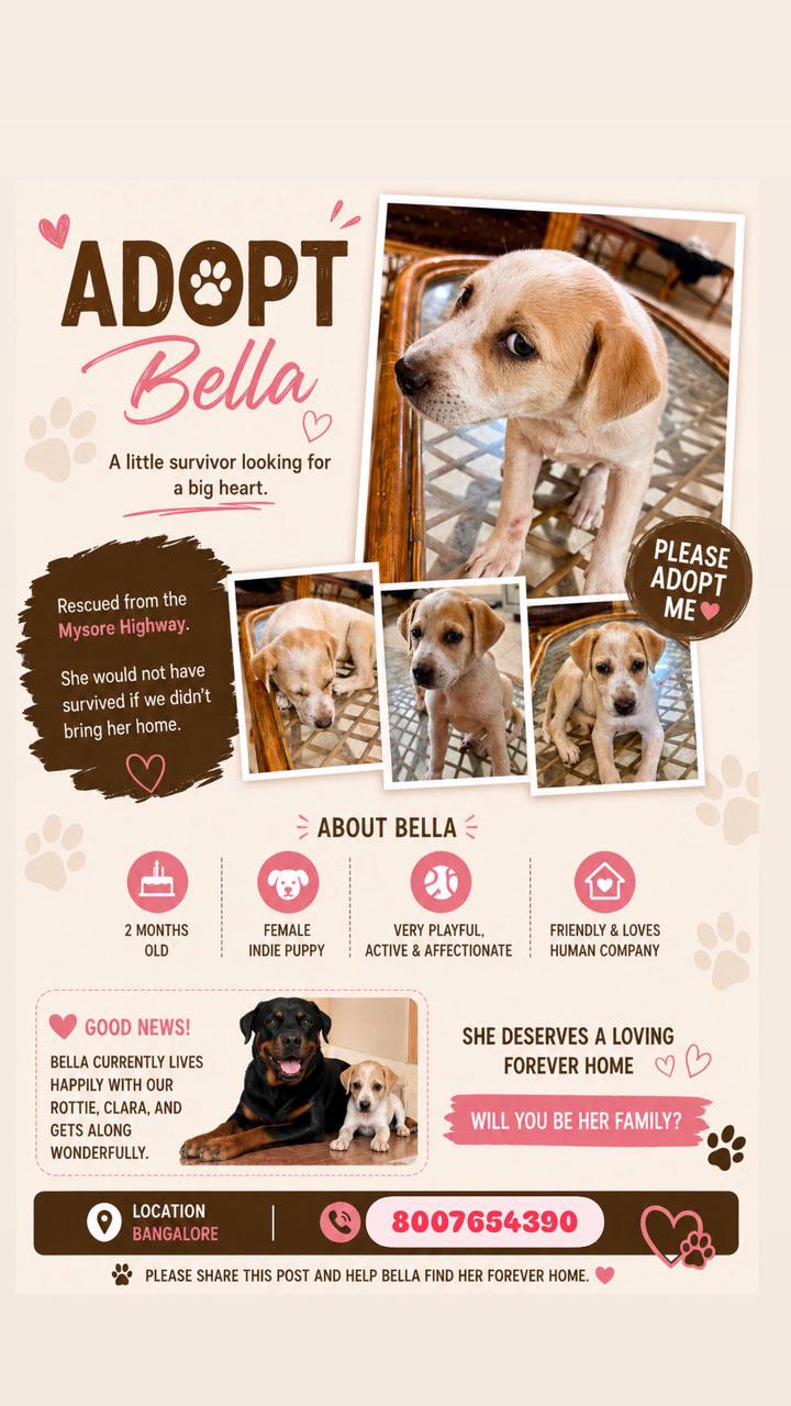 Female indie up for adoption — Bengaluru