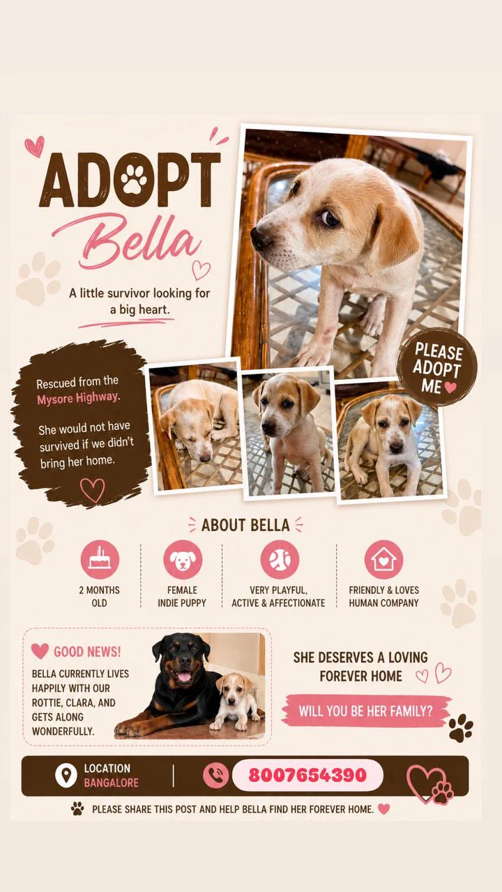 Female indie up for adoption in Bengaluru