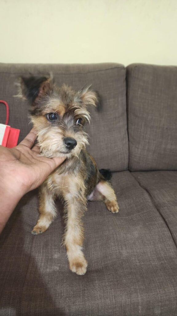 Female terrier puppy for adoption - puppy in Bengaluru