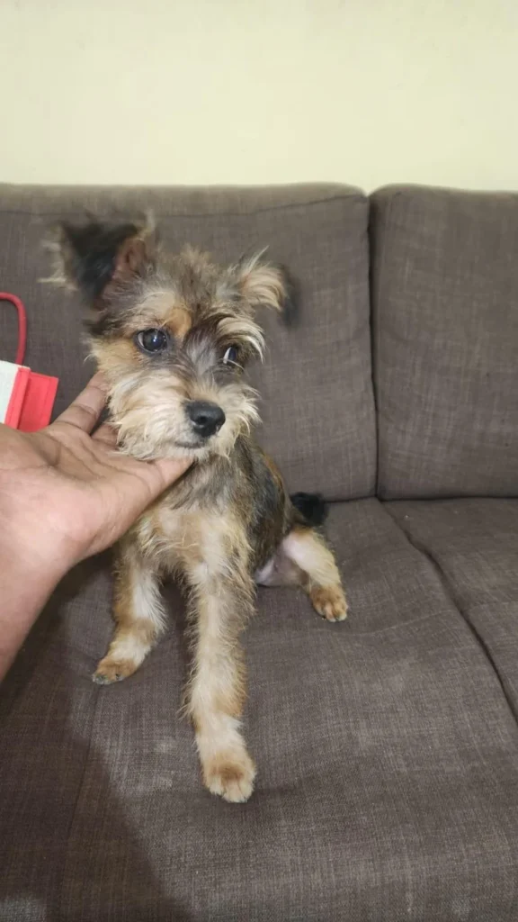 Female terrier puppy for adoption - puppy in Bengaluru