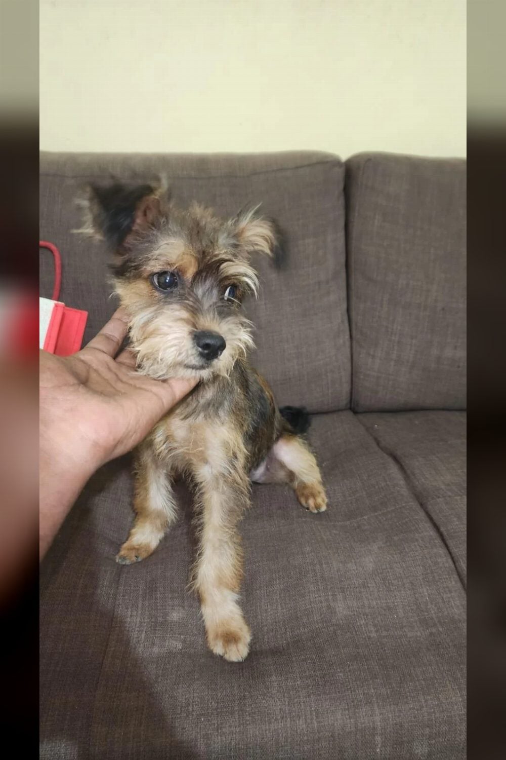 Female Terrier Puppy for Adoption — Bengaluru