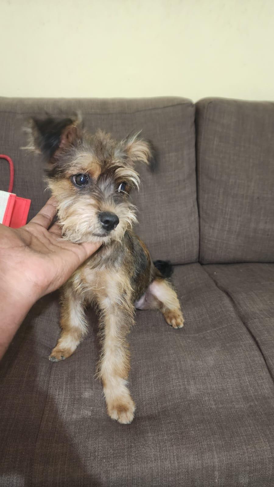 Female Terrier Puppy for Adoption — Bengaluru