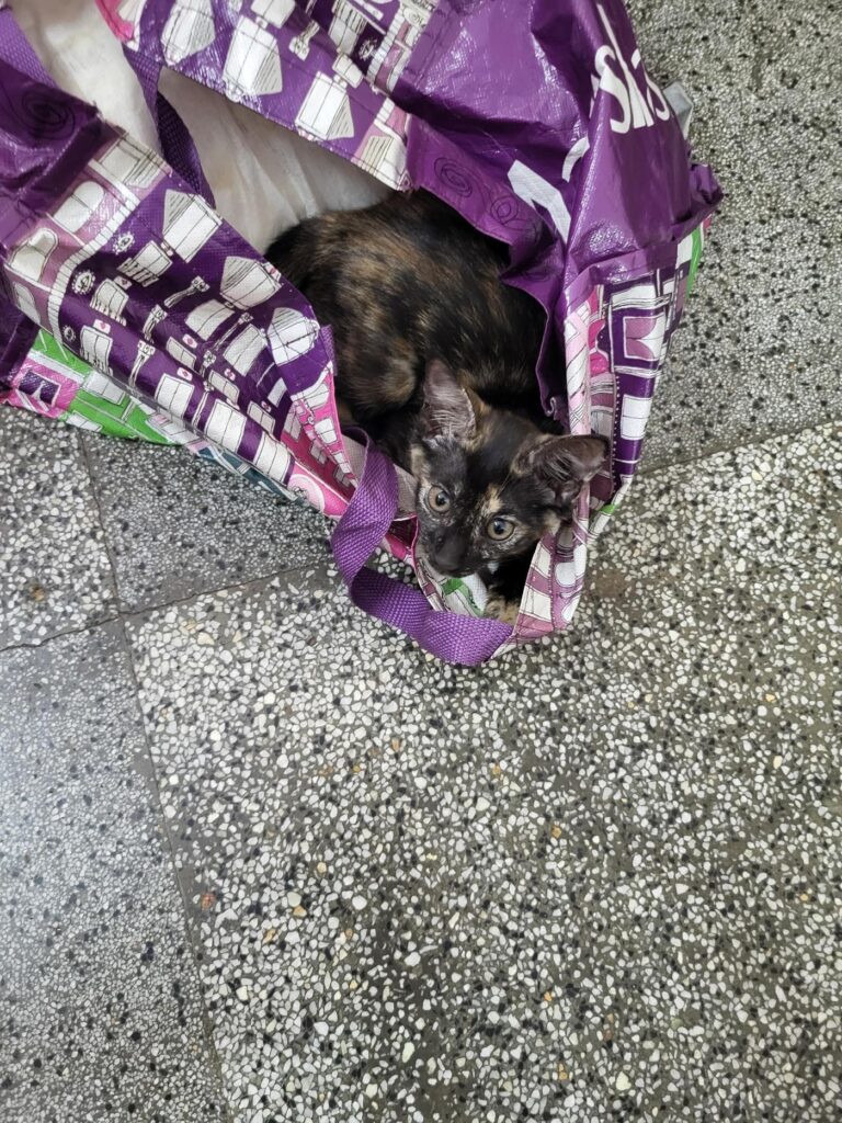 Female tortie kitten for adoption - kitten in Delhi NCR