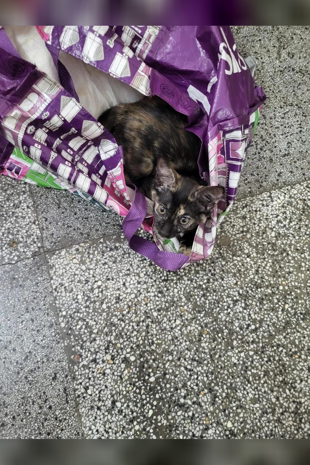 Female tortie kitten for adoption — Delhi NCR