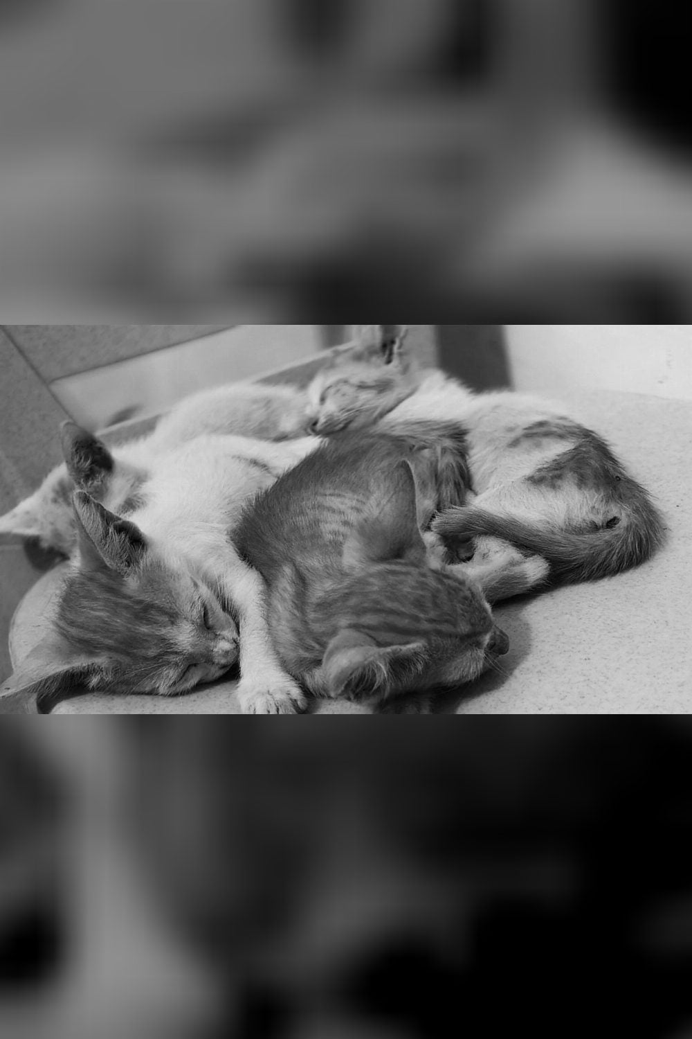 First hear the story, then decide if you want to adopt — Delhi NCR