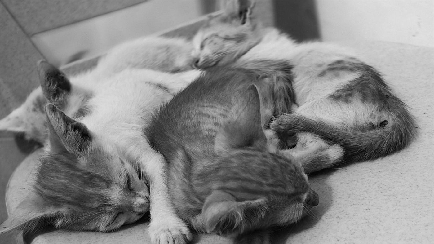 First hear the story, then decide if you want to adopt — Delhi NCR